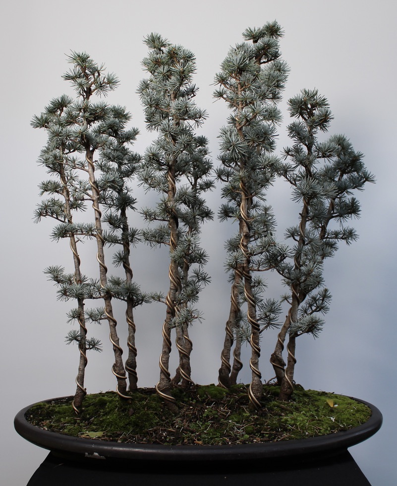 Bonsai Trees