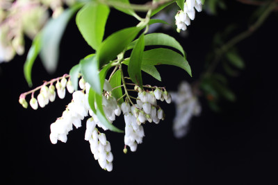 Pieris Japonica "Temple Bells"