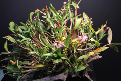 Pick Rock orchid (Dendrobium Kingianum