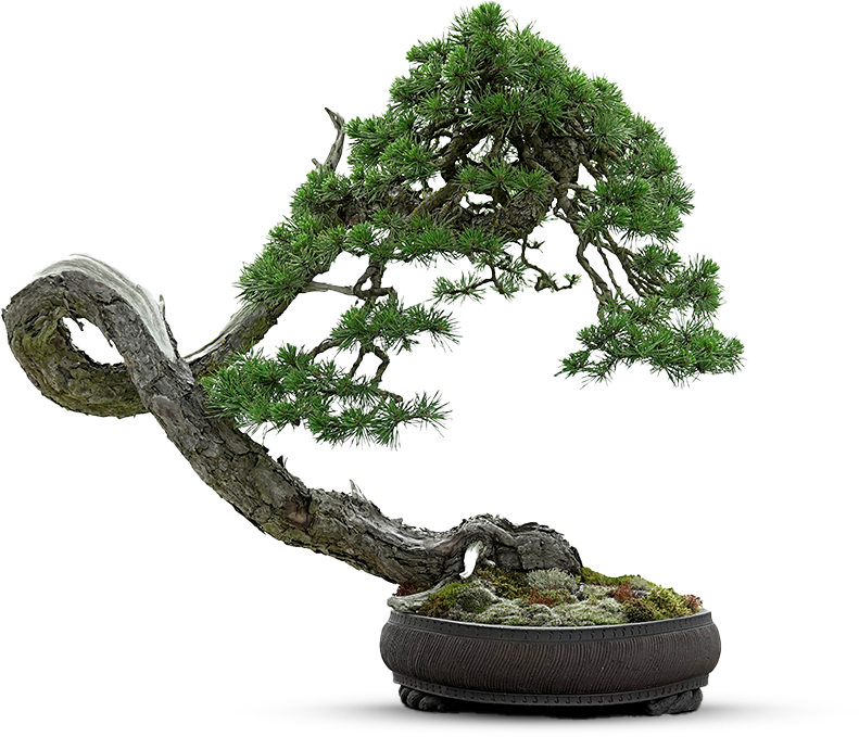 nbr tree